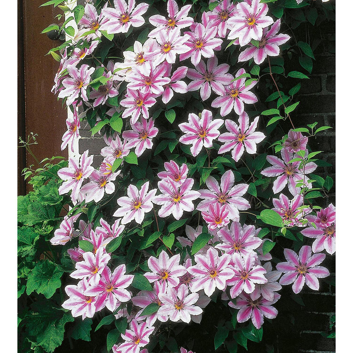 Clematis (Clematita) Nelly Moser, cu flori albe-roz, cataratoare
