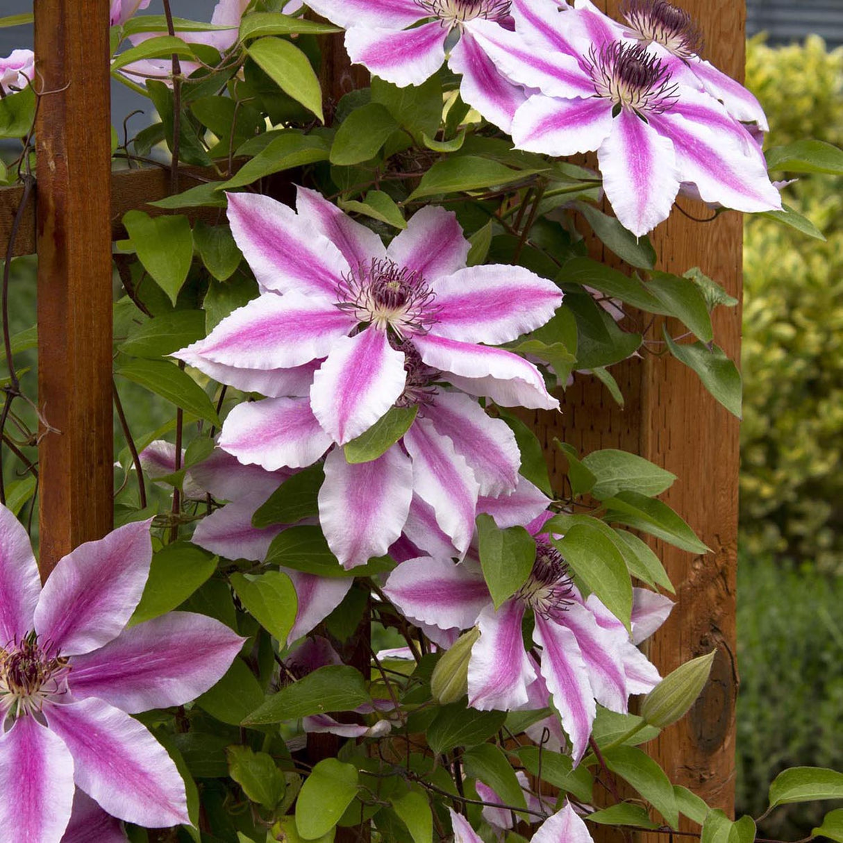 Clematis (Clematita) Nelly Moser, cu flori albe-roz, cataratoare