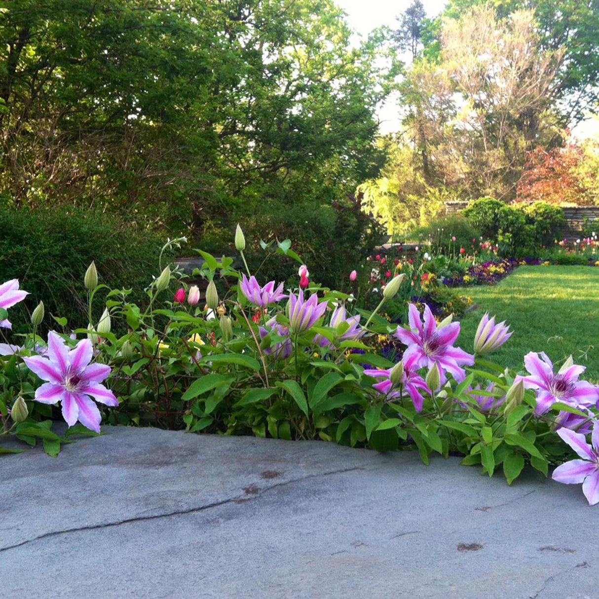 Clematis (Clematita) Nelly Moser, cu flori albe-roz, cataratoare