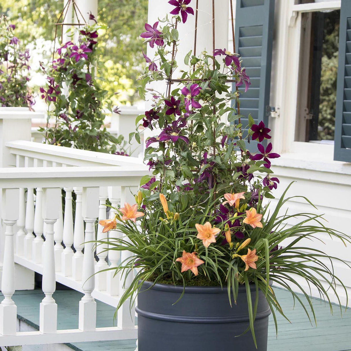 Clematis (Clematita) Niobe, cu flori rosu-burgundiu, cataratoare