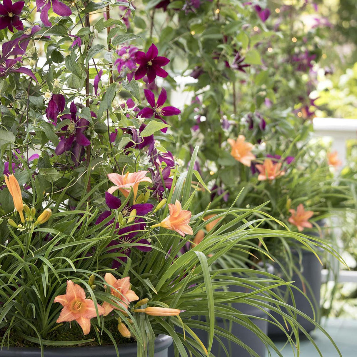 Clematis (Clematita) Niobe, cu flori rosu-burgundiu, cataratoare