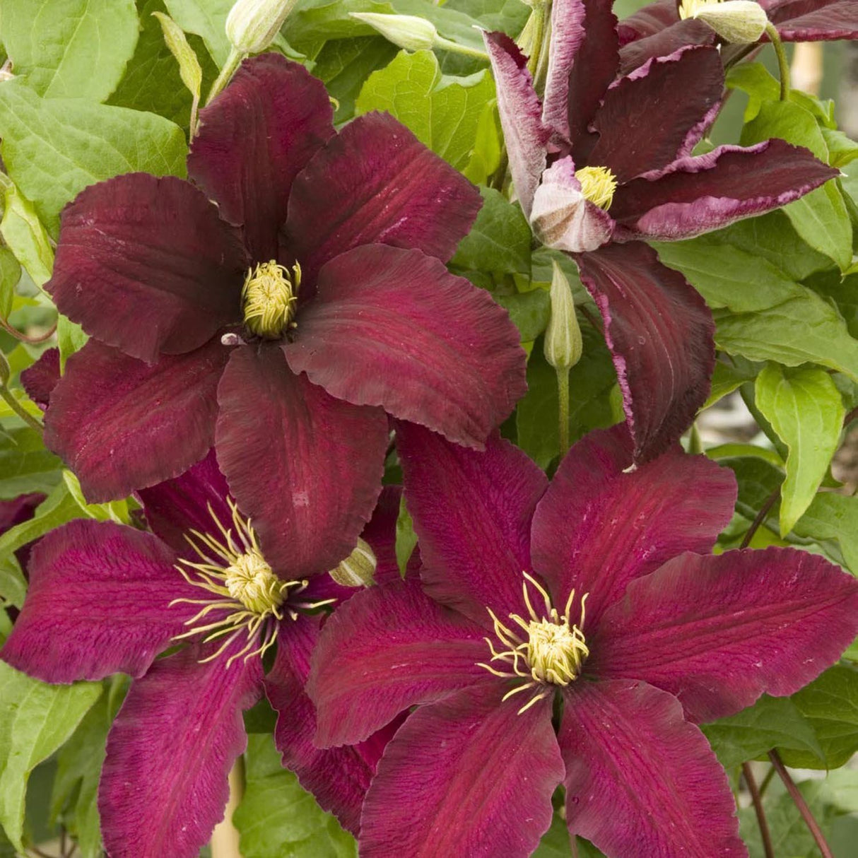 Clematis (Clematita) Niobe, cu flori rosu-burgundiu, cataratoare