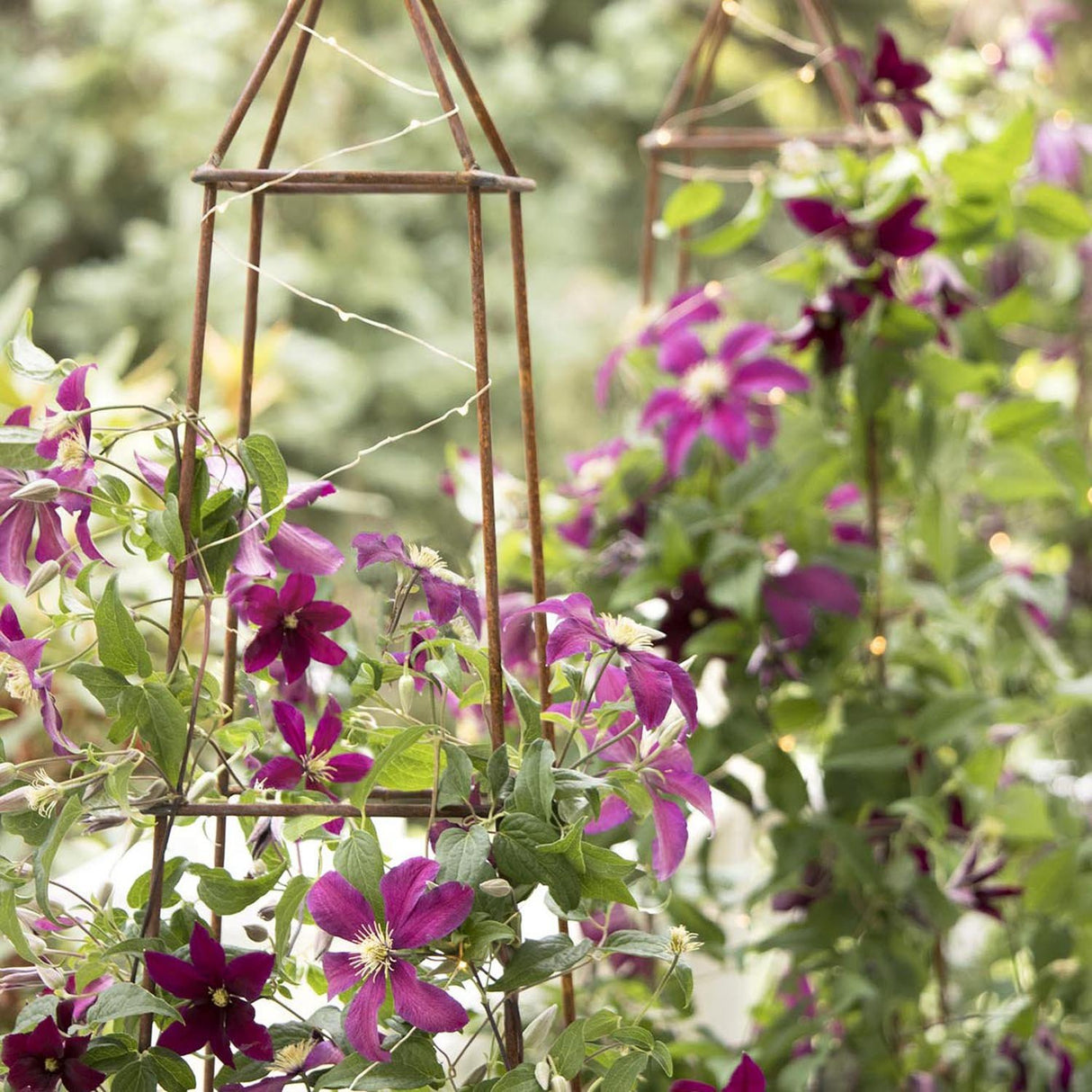 Clematis (Clematita) Niobe, cu flori rosu-burgundiu, cataratoare