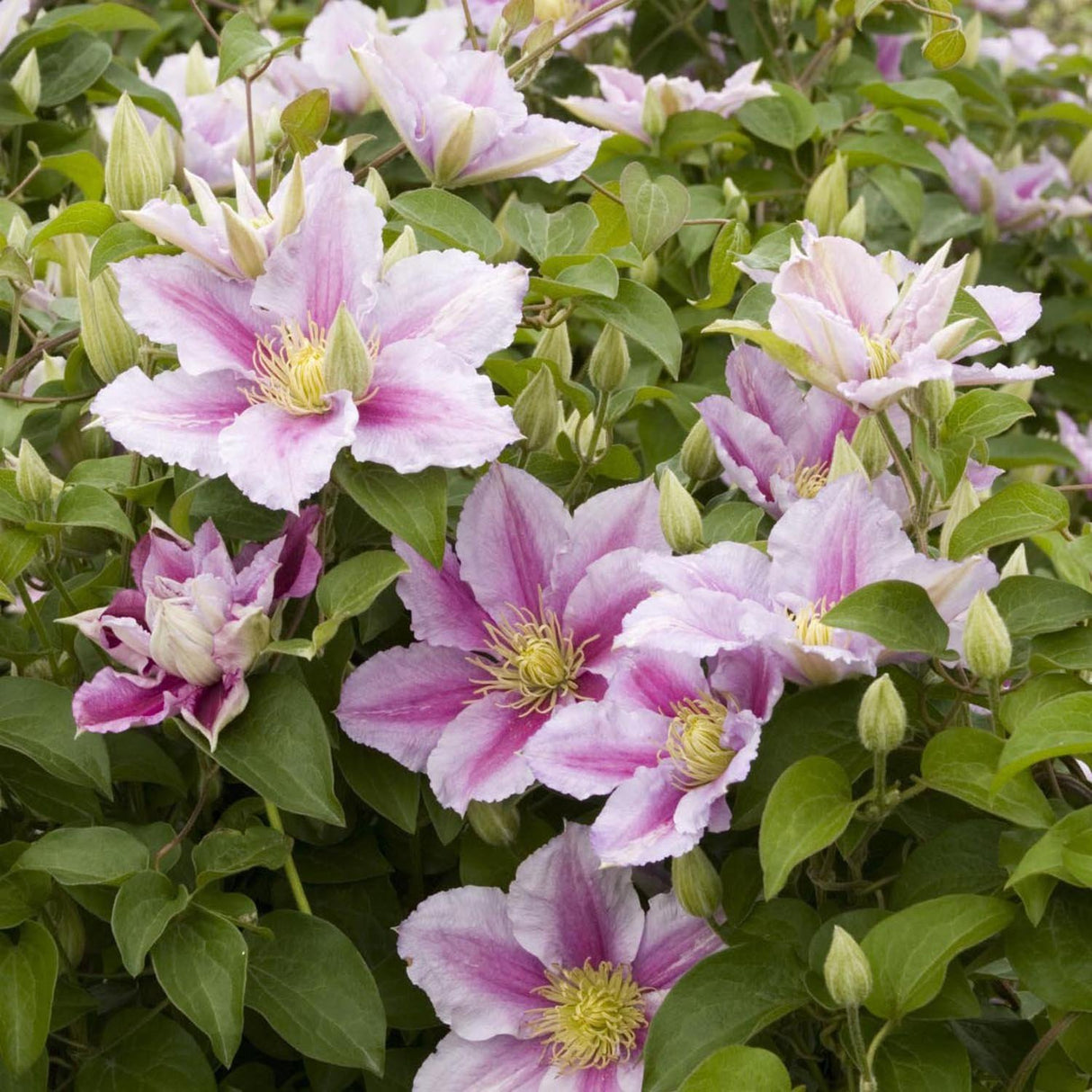 Clematis (Clematita) Piilu, cu flori roz-alb, cataratoare