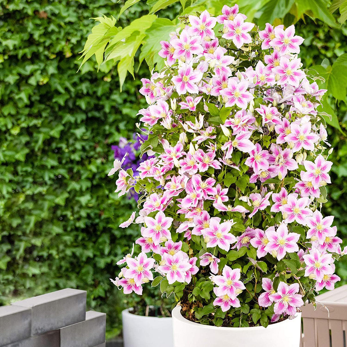 Clematis (Clematita) Piilu, cu flori roz-alb, cataratoare