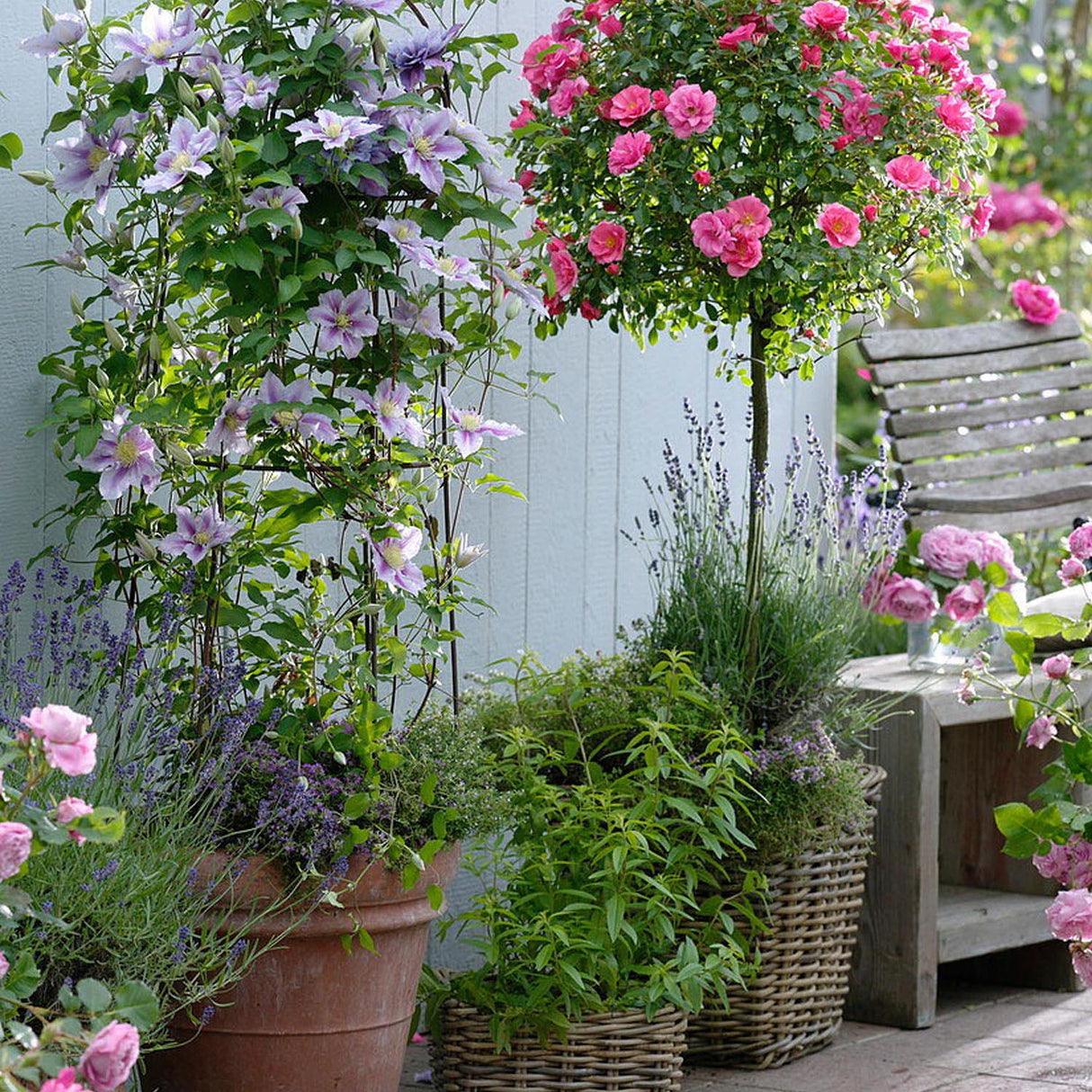 Clematis (Clematita) Piilu, cu flori roz-alb, cataratoare