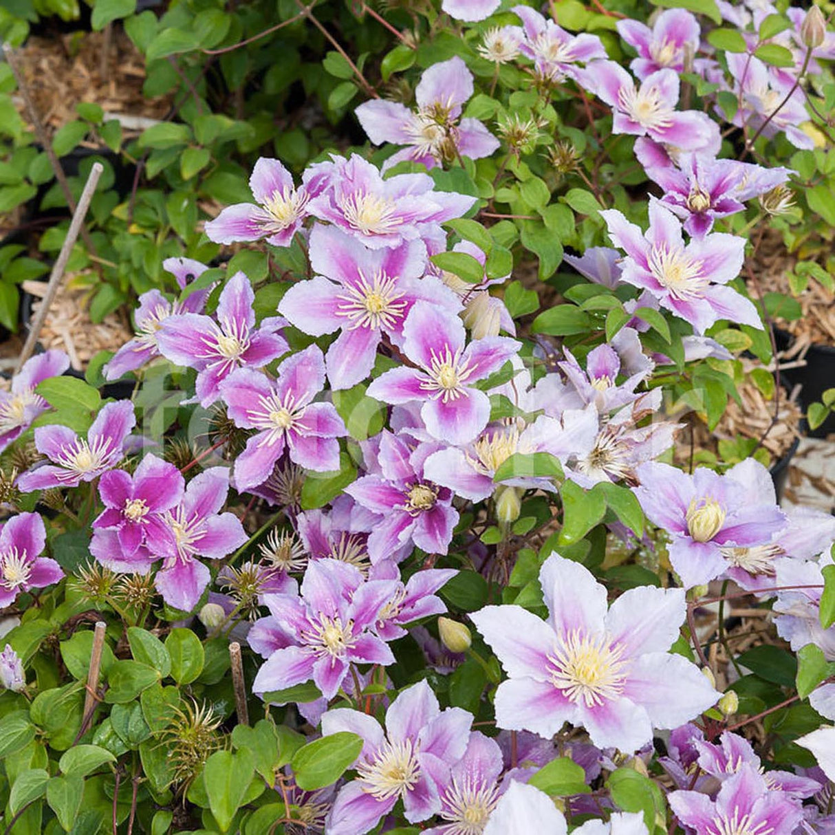Clematis (Clematita) Piilu, cu flori roz-alb, cataratoare