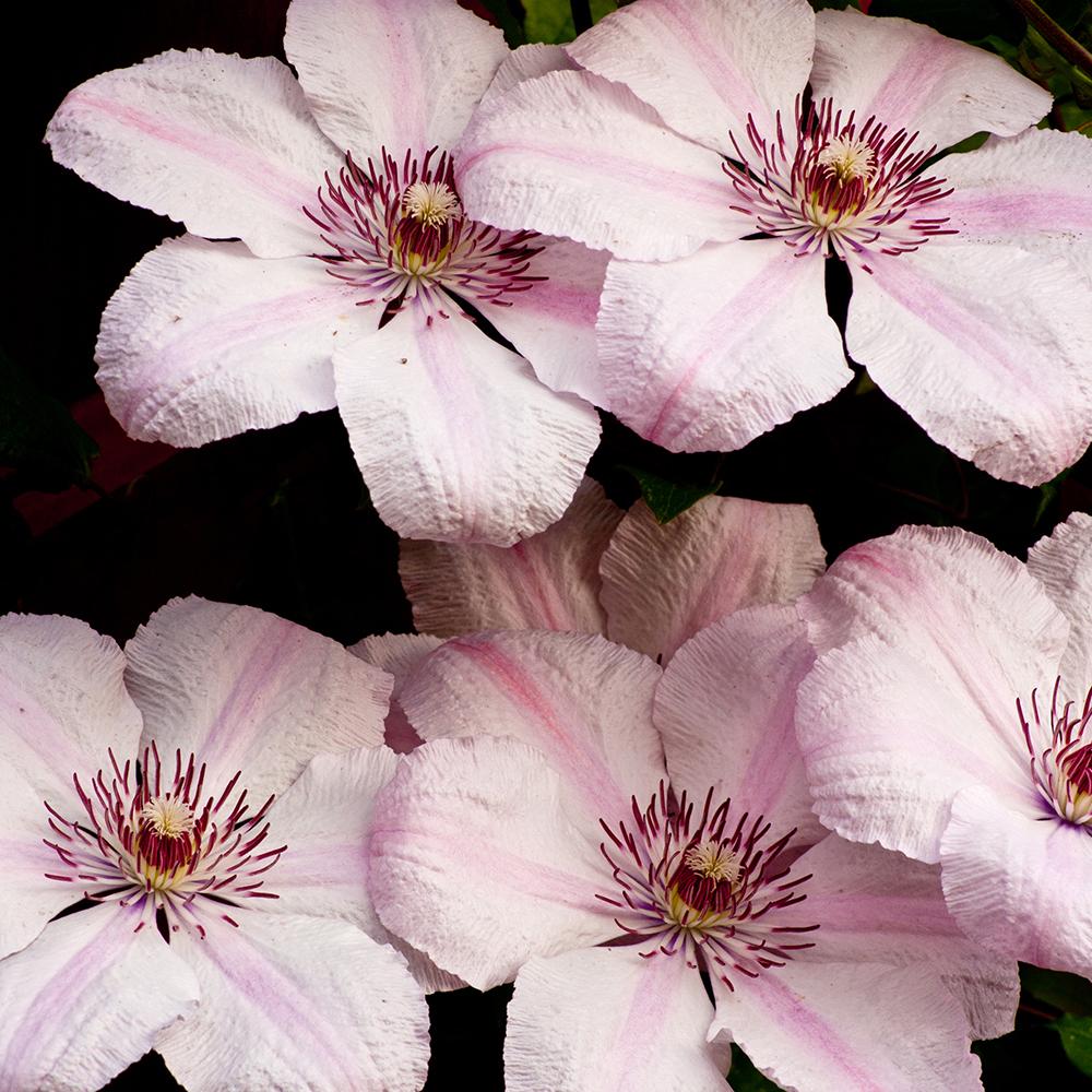 Clematis (Clematita) Pink Fantasy, cu flori roz-pastelat, cataratoare