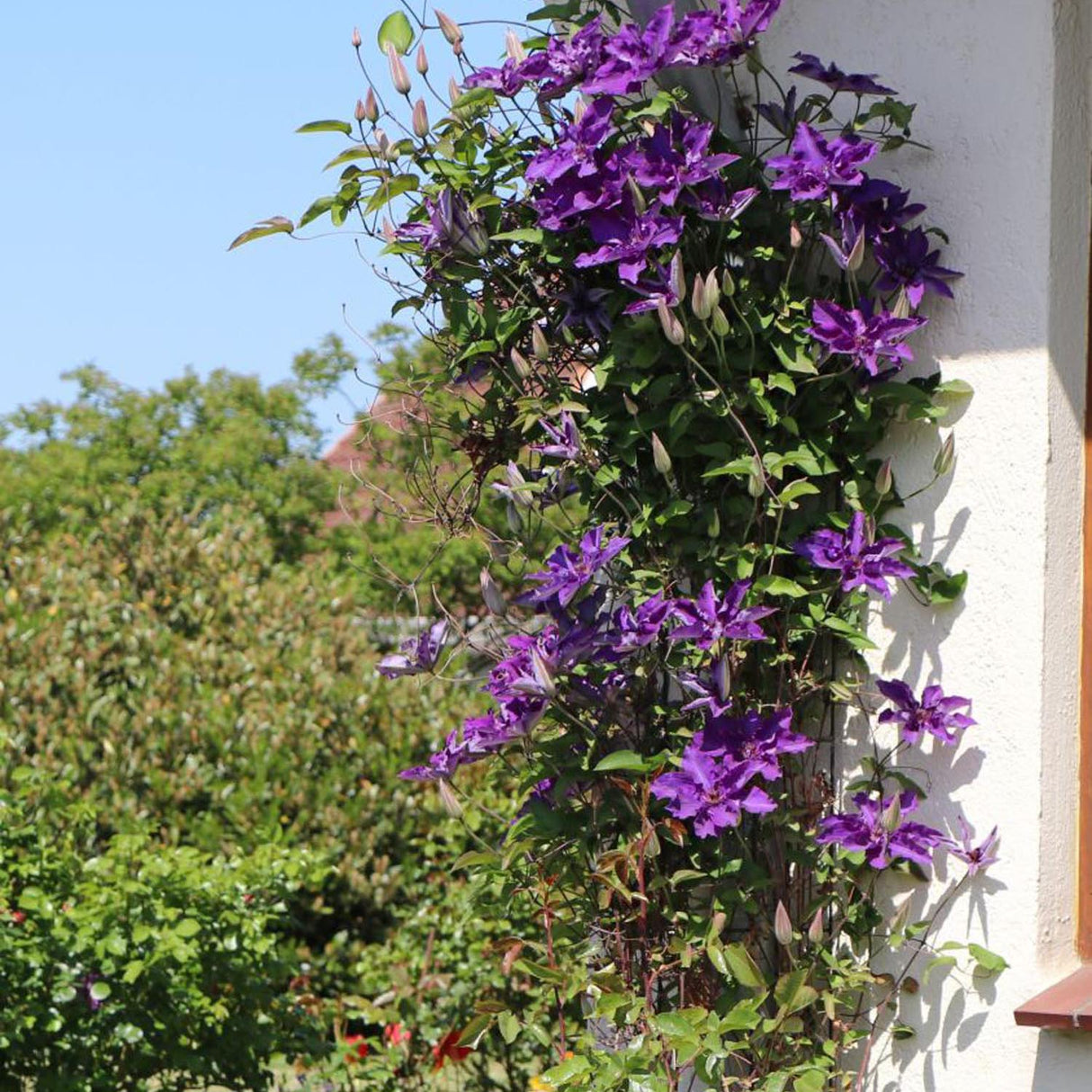 Clematis (Clematita) The President, cu flori violet, cataratoare