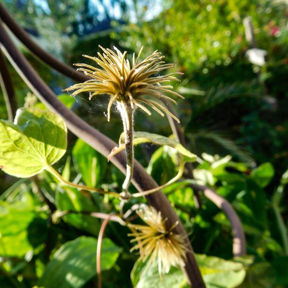 Clematis (Clematita) Warzawska Nike, cu flori violet-inchis cataratoare