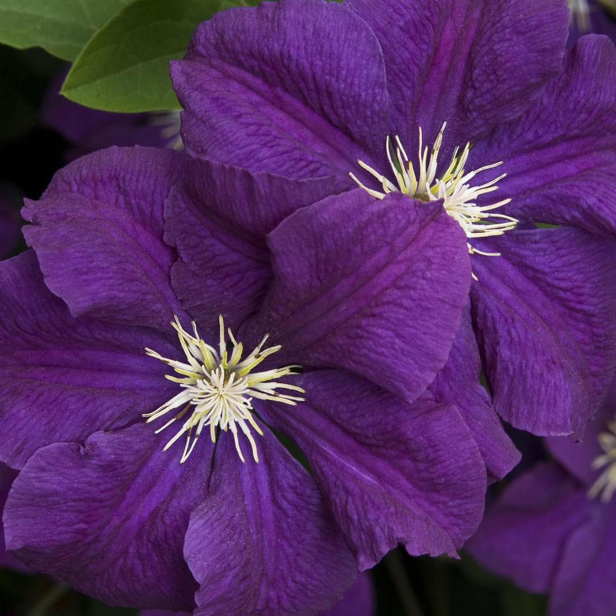 Clematis Italiana Etoile Violett, cu flori violet-inchis, cataratoare