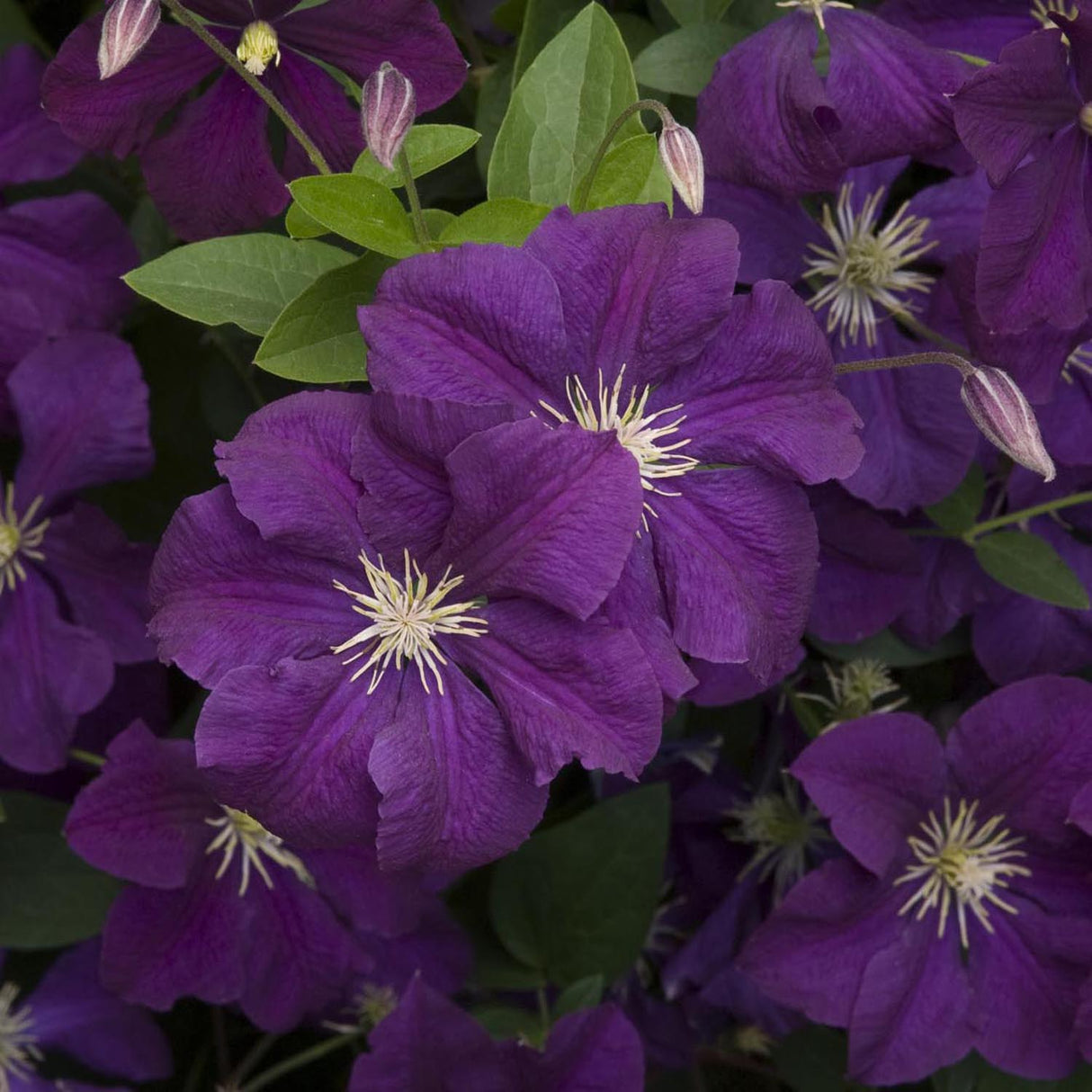 Clematis Italiana Etoile Violett, cu flori violet-inchis, cataratoare