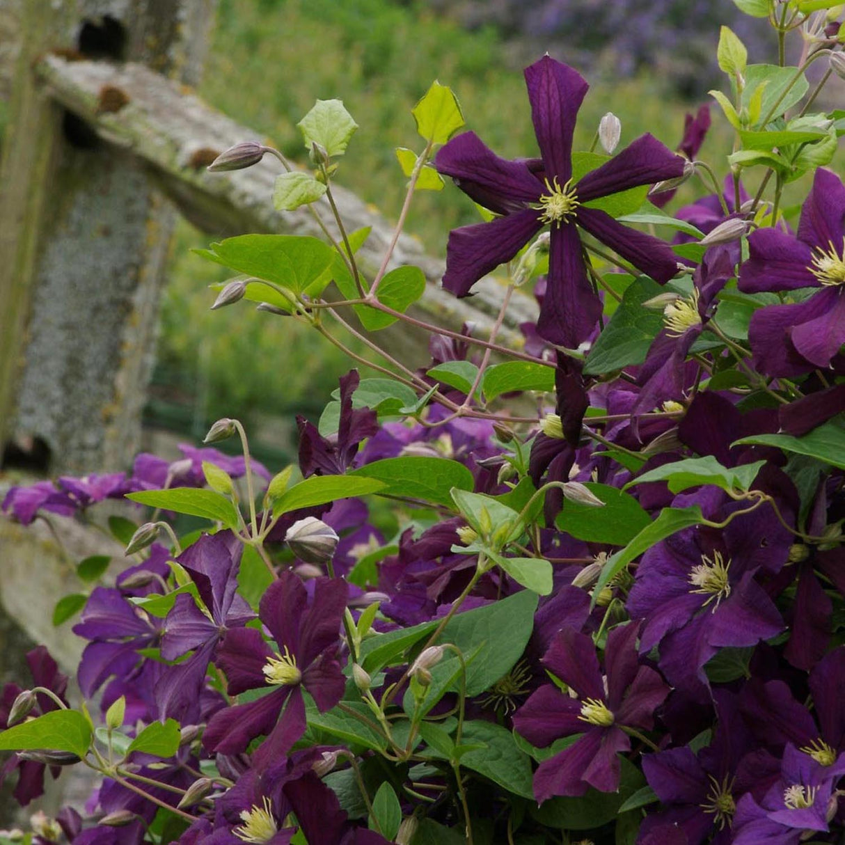 Clematis Italiana Etoile Violett, cu flori violet-inchis, cataratoare