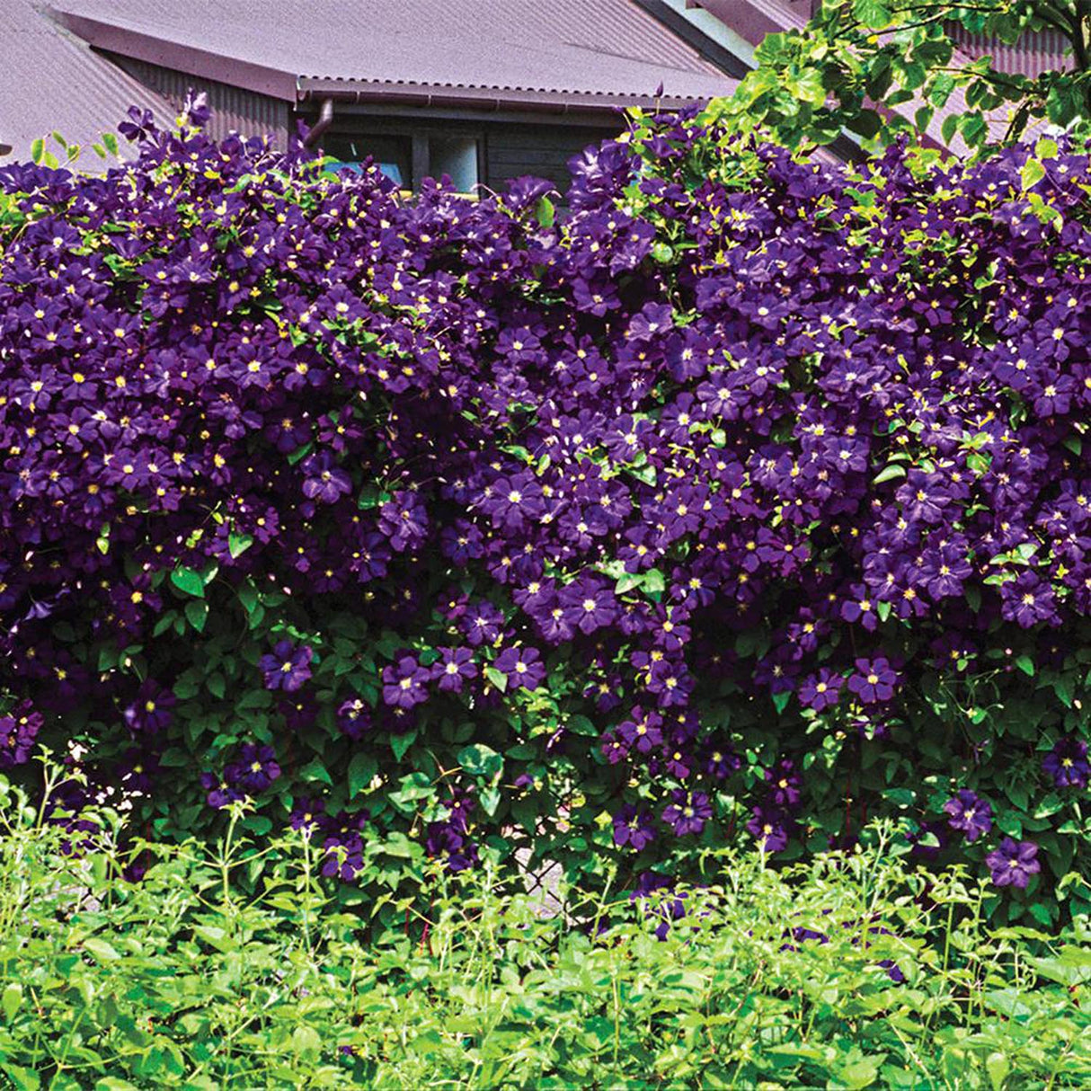 Clematis Italiana Etoile Violett, cu flori violet-inchis, cataratoare