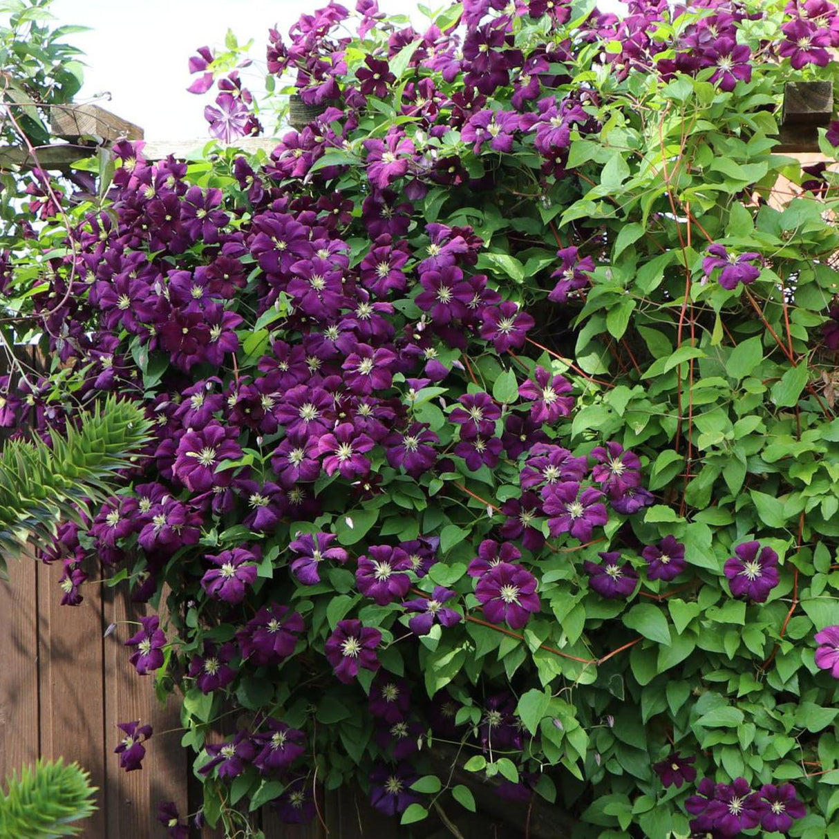 Clematis Italiana Etoile Violett, cu flori violet-inchis, cataratoare