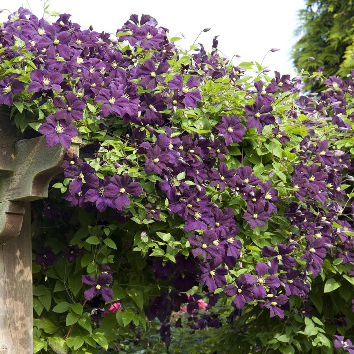 Clematis Italiana Etoile Violett, cu flori violet-inchis, cataratoare