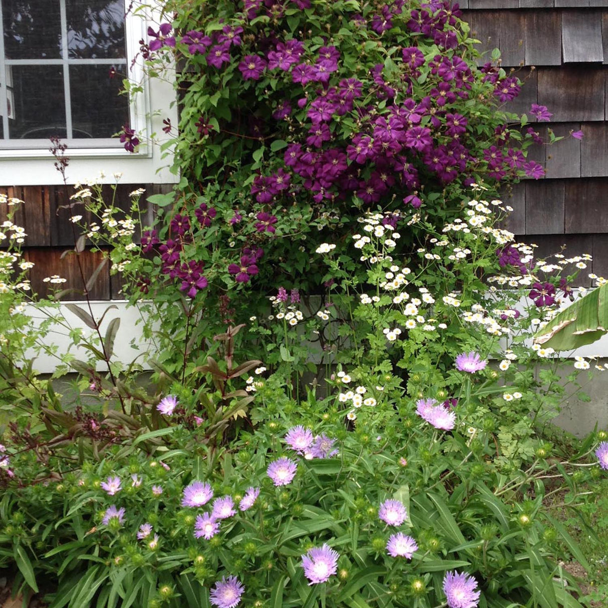 Clematis Italiana Etoile Violett, cu flori violet-inchis, cataratoare