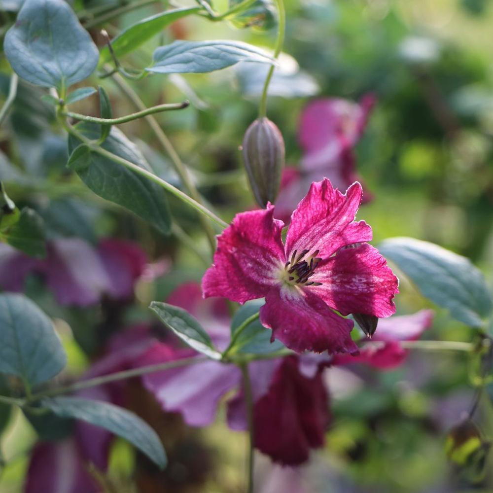 Clematis Italiana Rubra