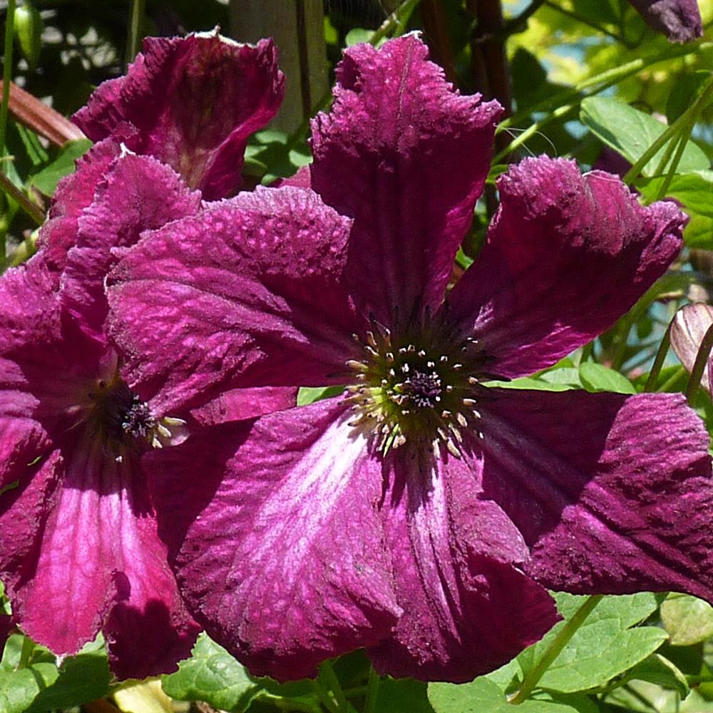 Clematis Italiana Rubra