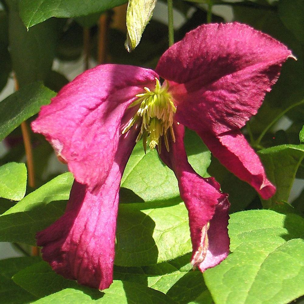 Clematis Italiana Sodertalje