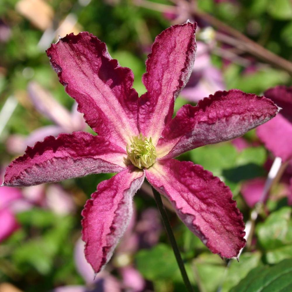 Clematis Italiana Sodertalje