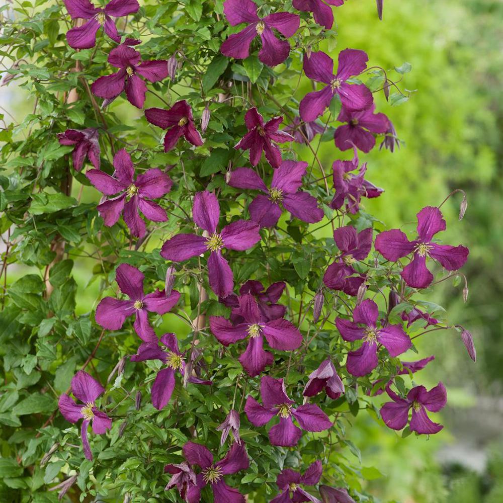 Clematis Italiana Sodertalje