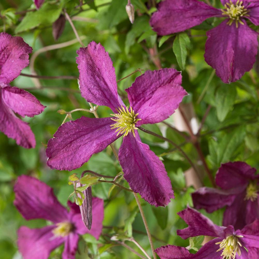 Clematis Italiana Sodertalje