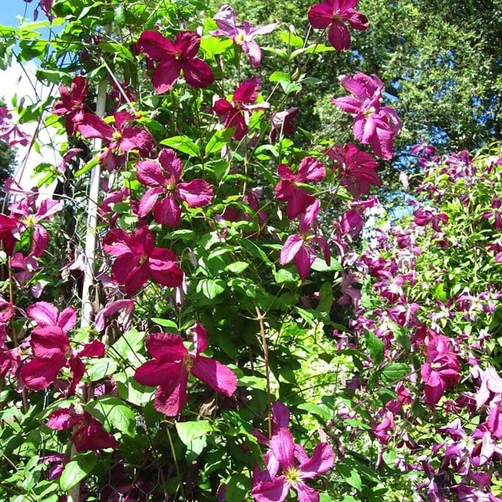Clematis Italiana Sodertalje