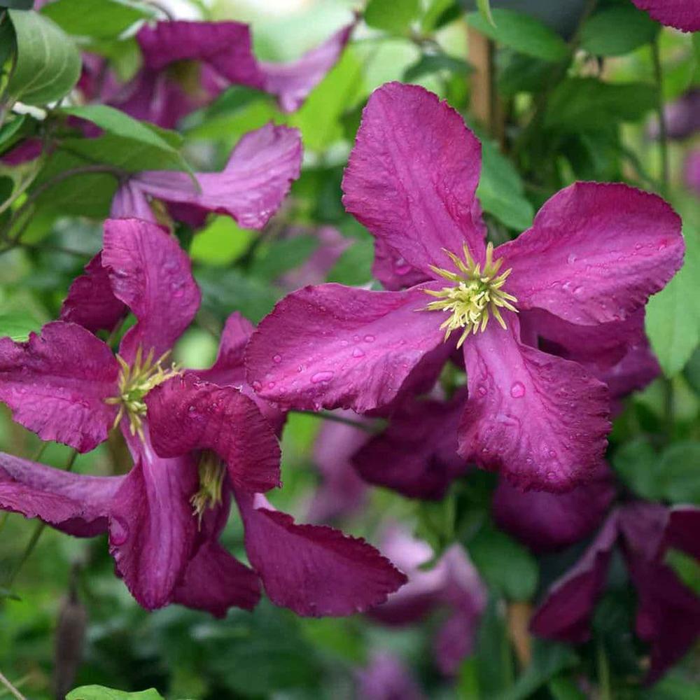 Clematis Italiana Sodertalje