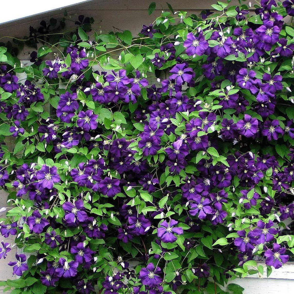 Clematis (Clematita) Jackmanii, cu flori mov, cataratoare