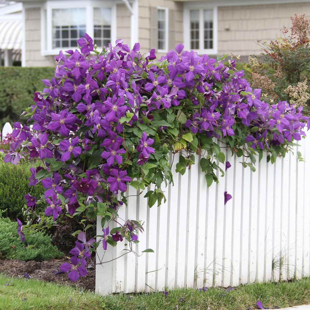 Clematis (Clematita) Jackmanii, cu flori mov, cataratoare