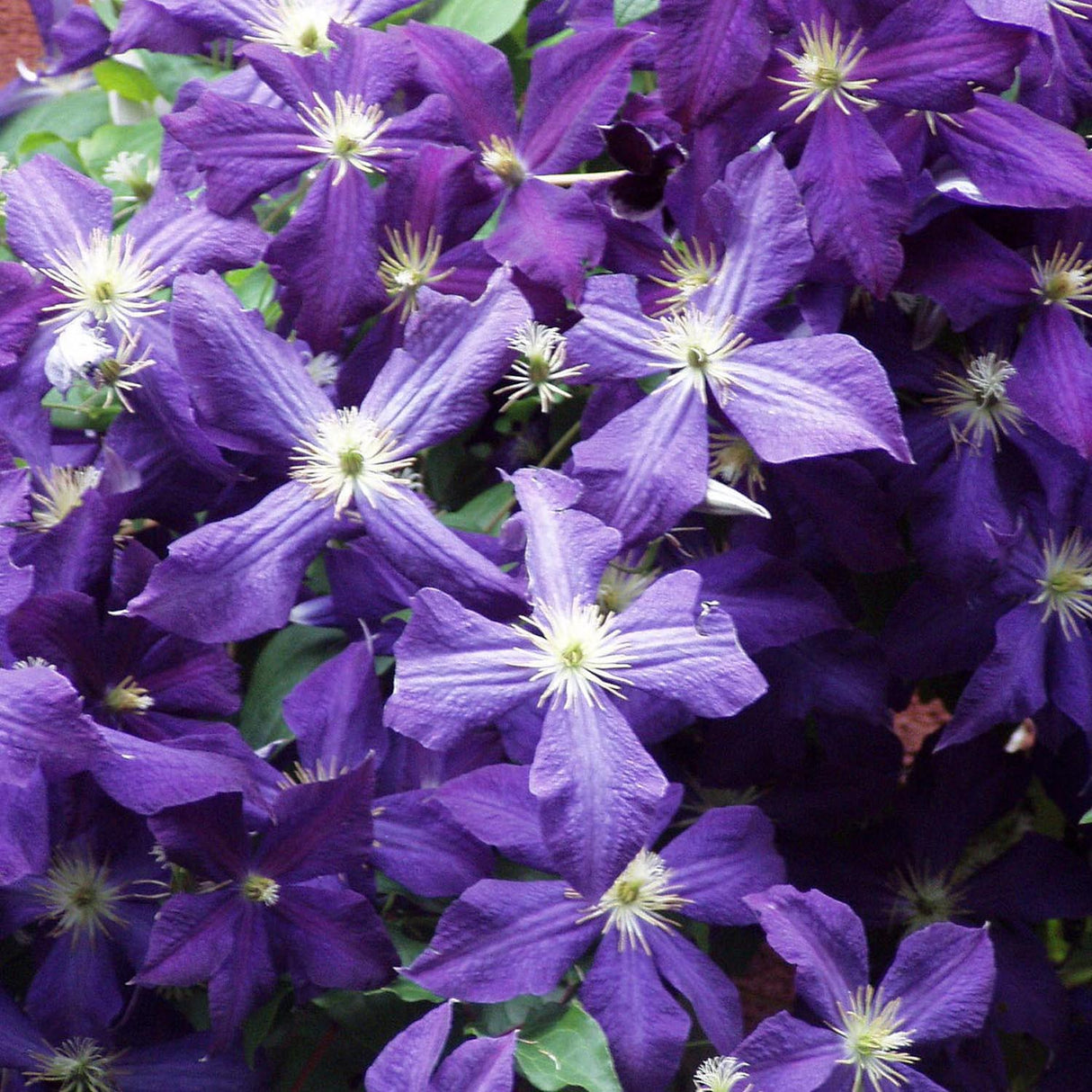 Clematis (Clematita) Jackmanii, cu flori mov, cataratoare