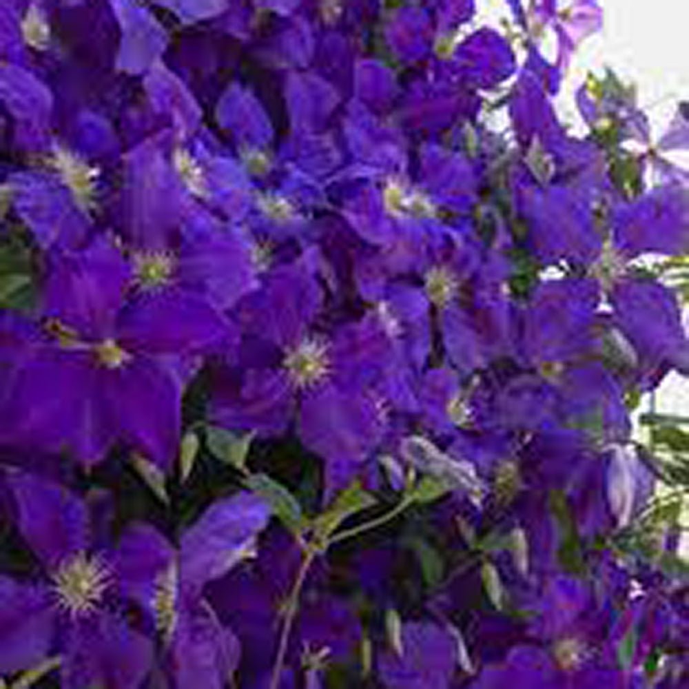 Clematis (Clematita) Jackmanii, cu flori mov, cataratoare