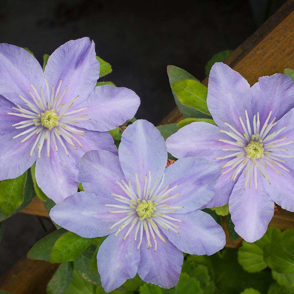 Clematis (Clematita) Pitica Justa, cu flori albastre-mov, cataratoare