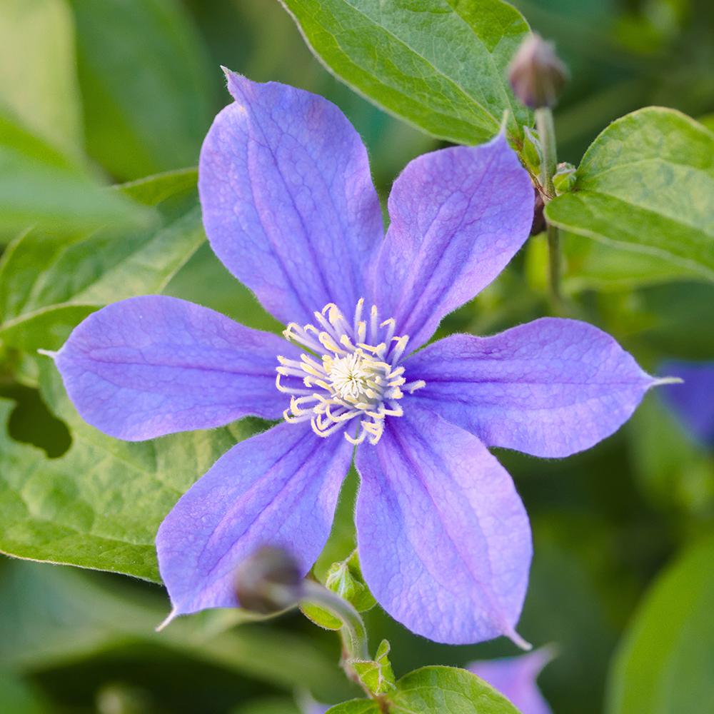 Clematis (Clematita) Pitica Justa, cu flori albastre-mov, cataratoare