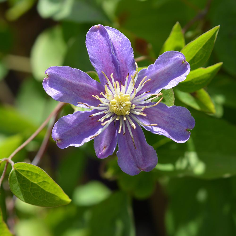 Clematis (Clematita) Pitica Justa, cu flori albastre-mov, cataratoare