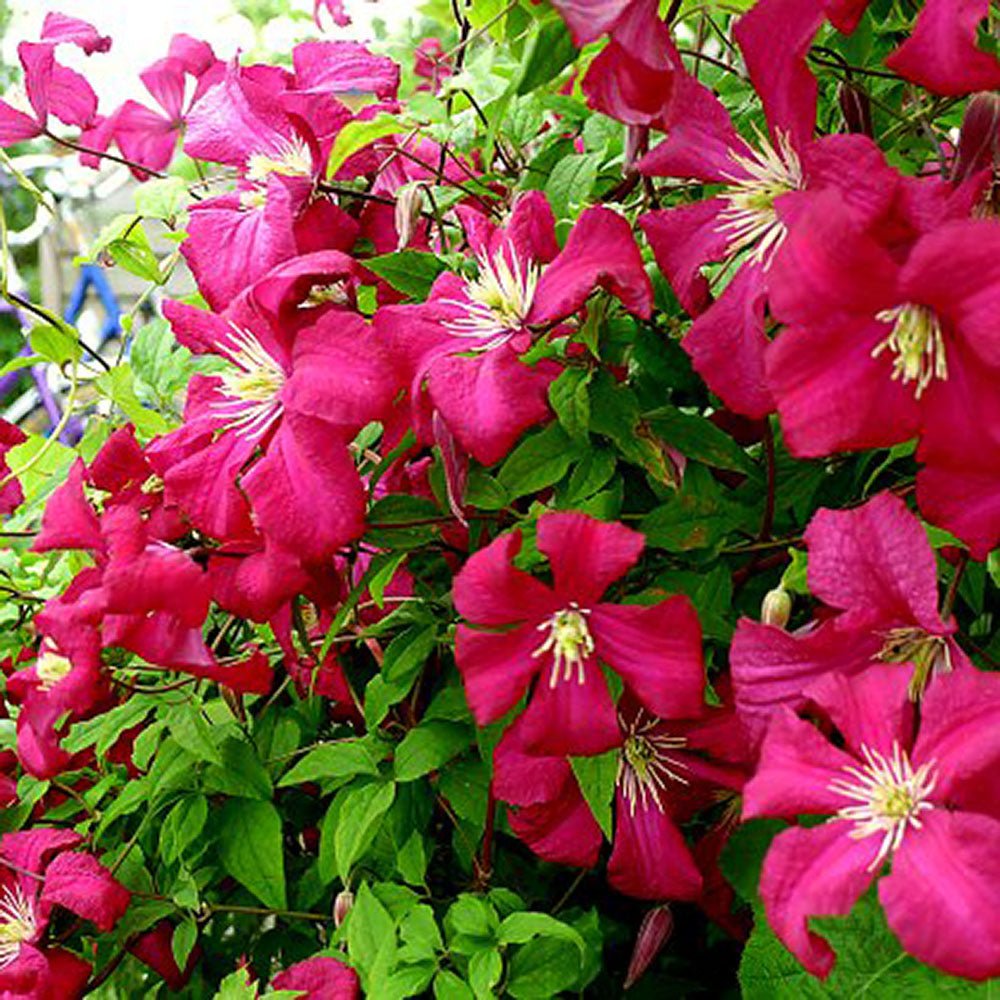 Clematis (Clematita) Madame Julia Correvon, cu flori rosu-vin, cataratoare