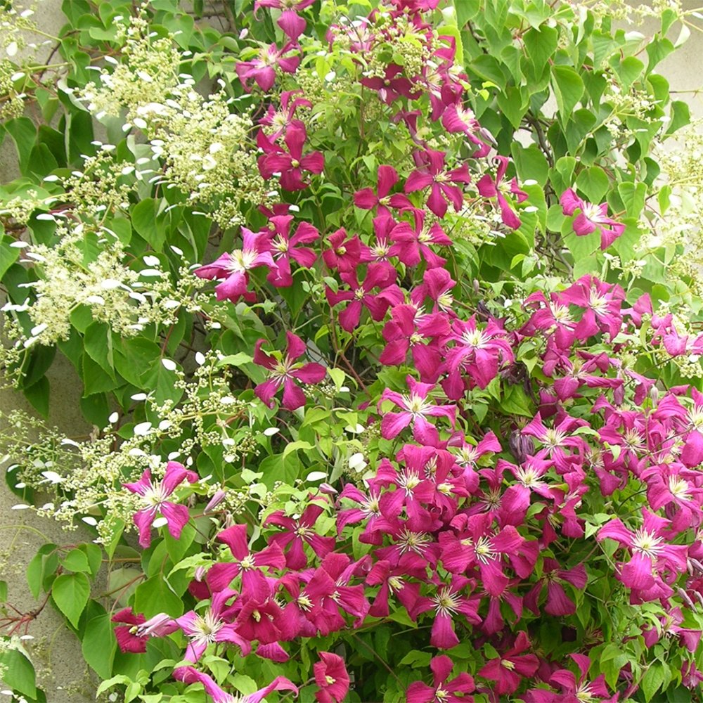 Clematis (Clematita) Madame Julia Correvon, cu flori rosu-vin, cataratoare