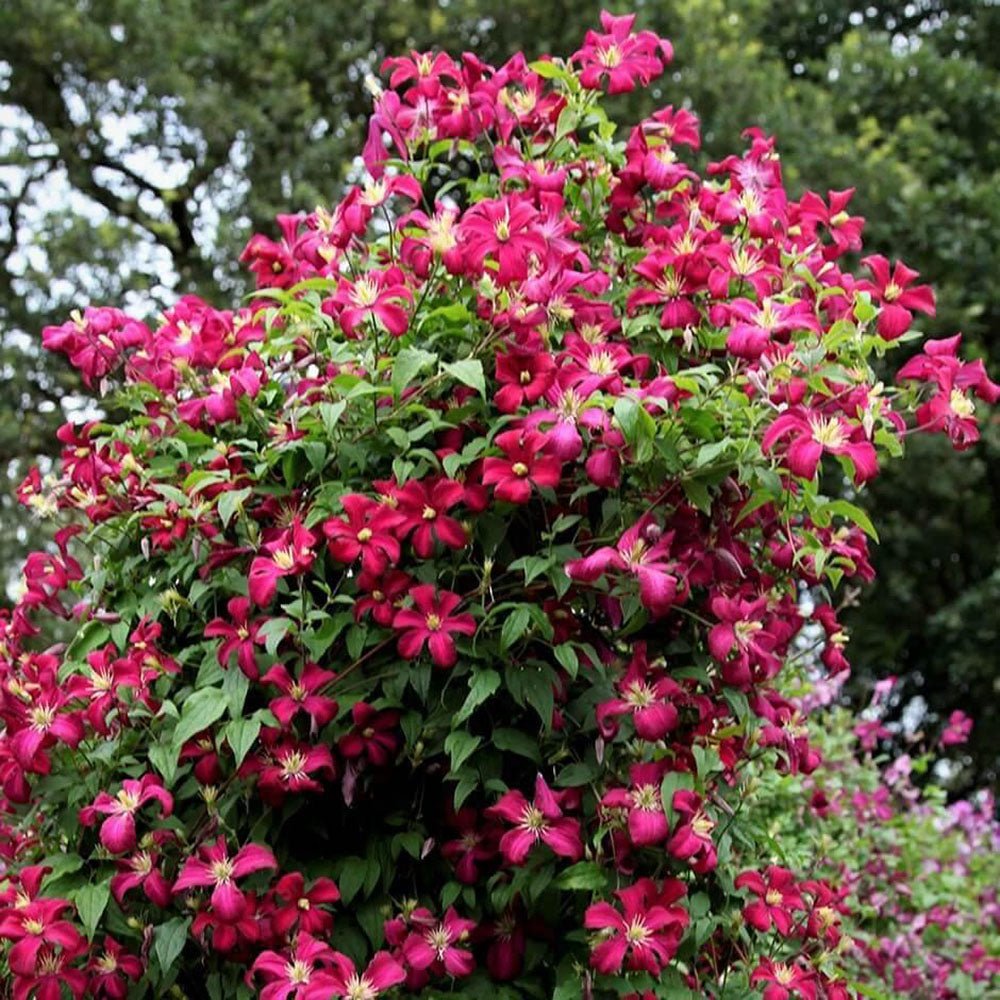 Clematis (Clematita) Madame Julia Correvon, cu flori rosu-vin, cataratoare