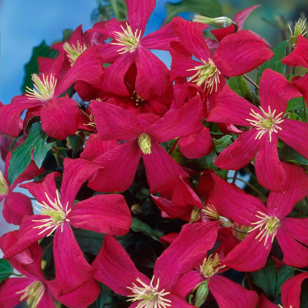 Clematis (Clematita) Madame Julia Correvon, cu flori rosu-vin, cataratoare