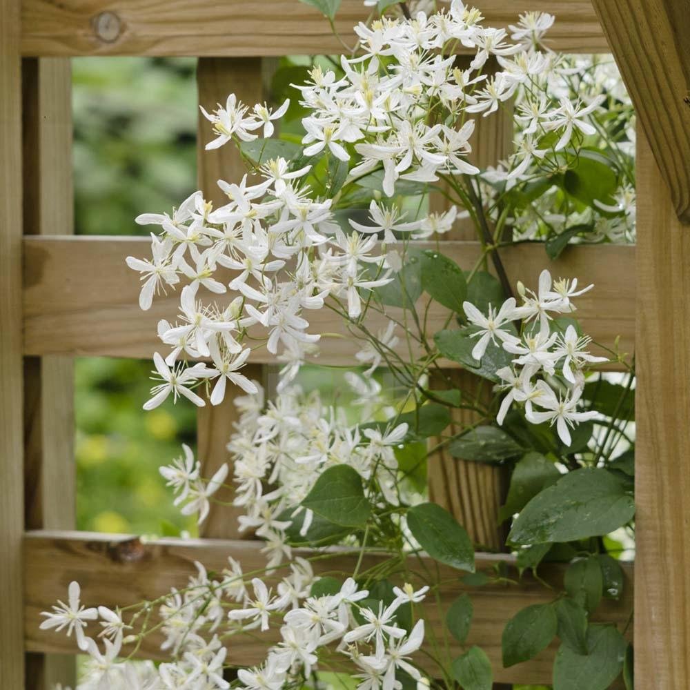 Clematis Mandshurica, cu Flori Albe, Cataratoare