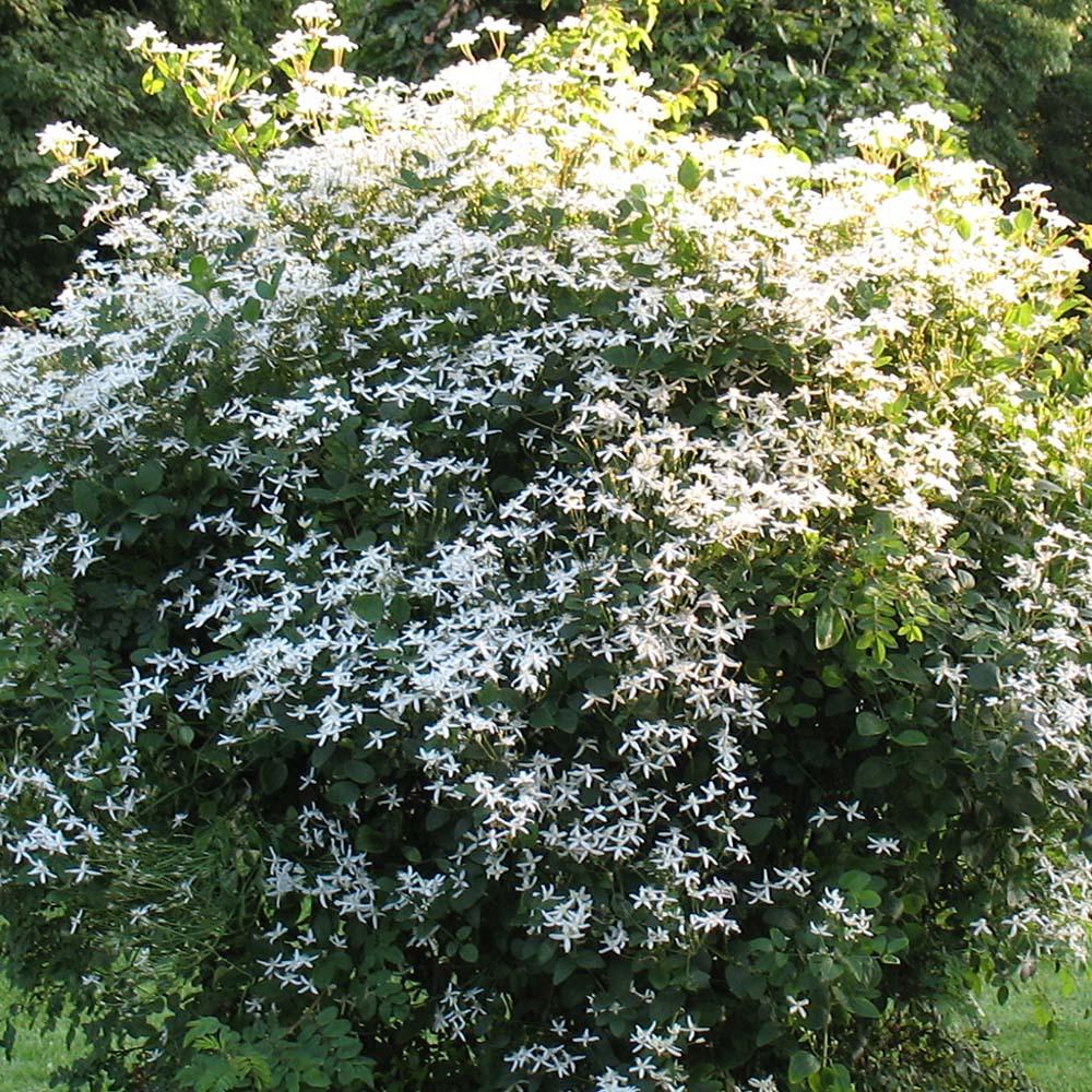Clematis Mandshurica, cu Flori Albe, Cataratoare