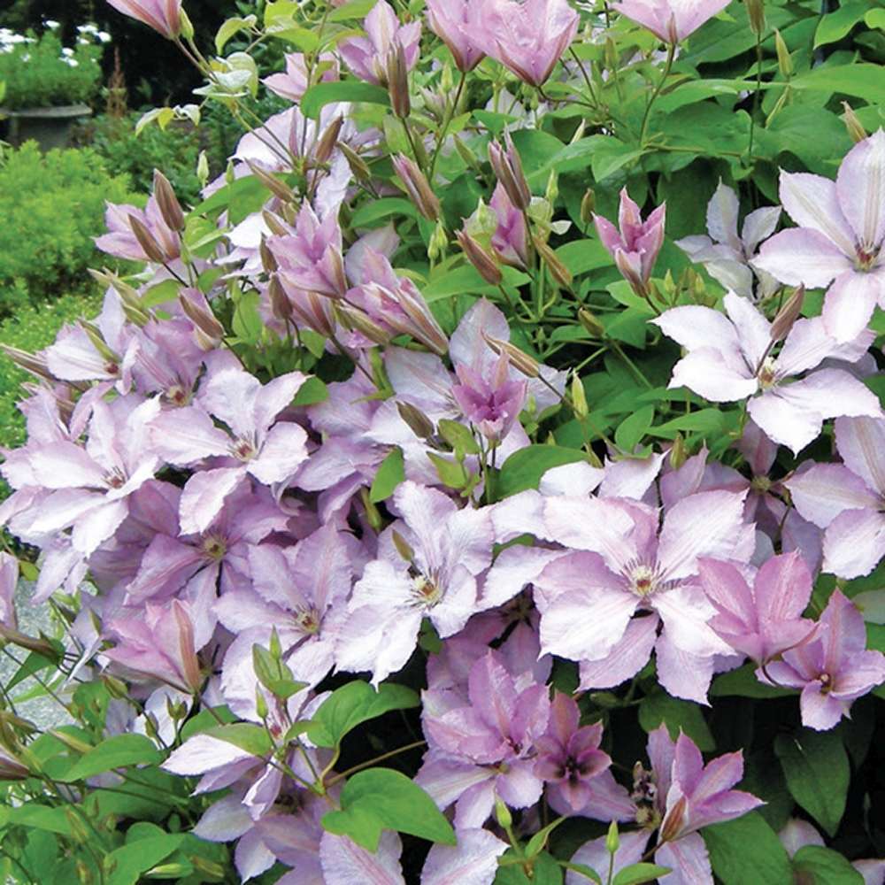 Clematis (Clematita) Margaret Hunt, cu flori roz-lila, cataratoare