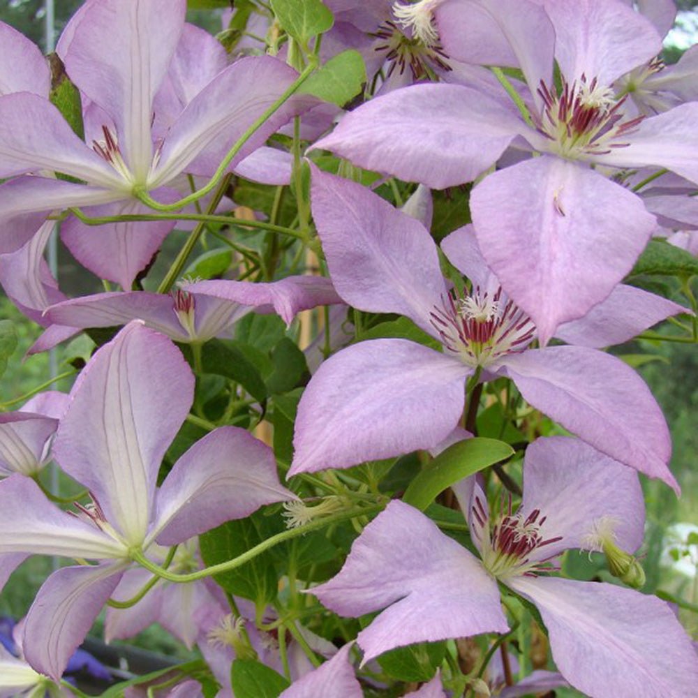 Clematis (Clematita) Margaret Hunt, cu flori roz-lila, cataratoare
