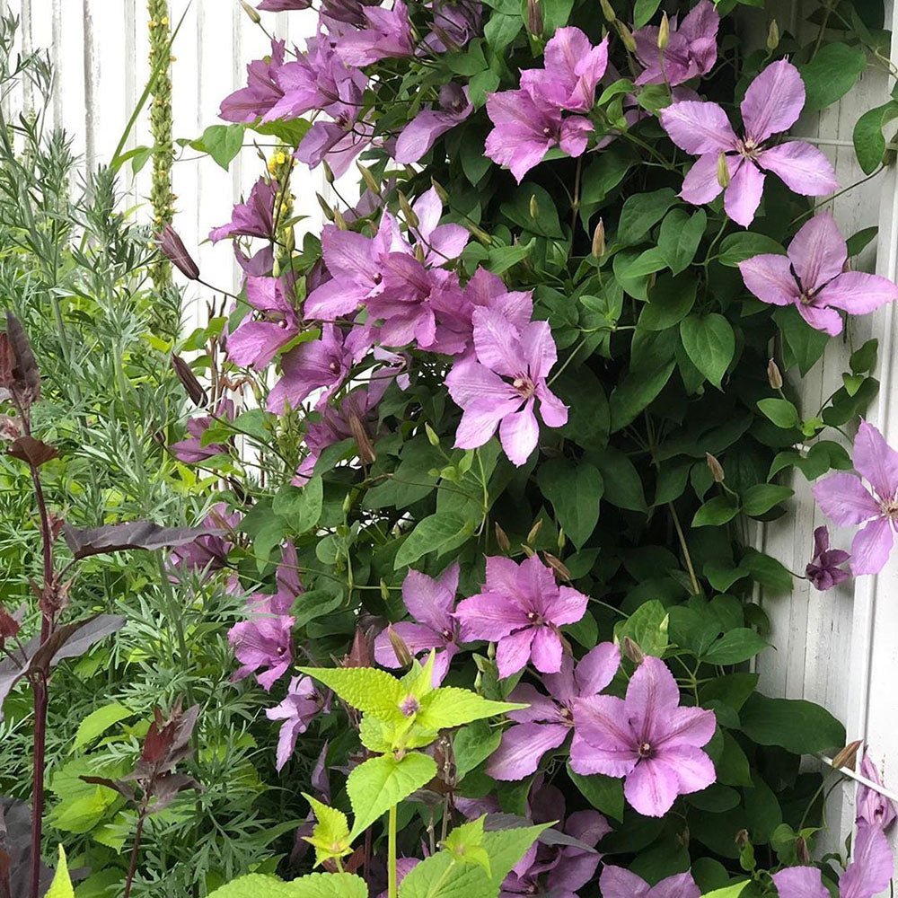 Clematis (Clematita) Margaret Hunt, cu flori roz-lila, cataratoare