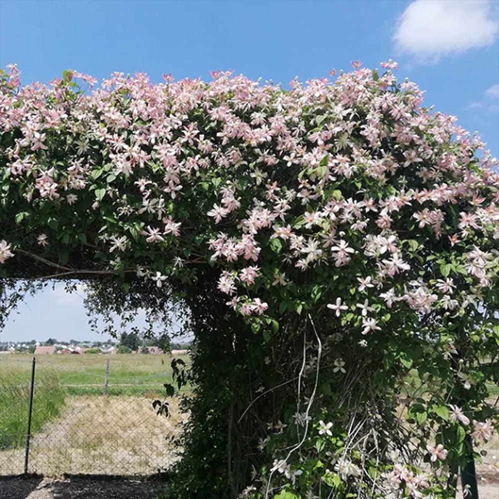 Clematis Marjorie, cu flori semi-duble, crem rozalii, cataratoare