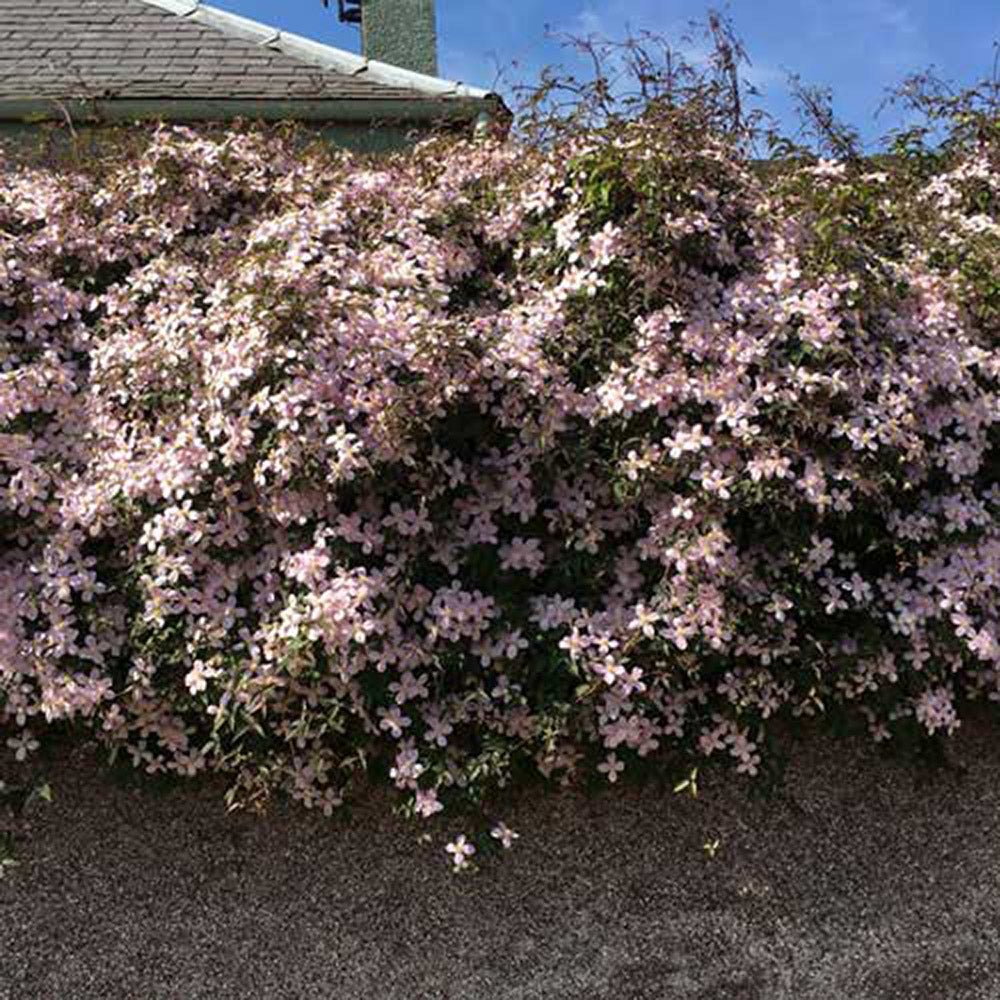 Clematis Marjorie, cu flori semi-duble, crem rozalii, cataratoare