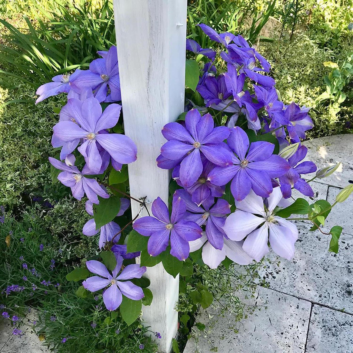 Clematis (Clematita) Mrs Cholmondeley, cu flori albastre-deschise, cataratoare