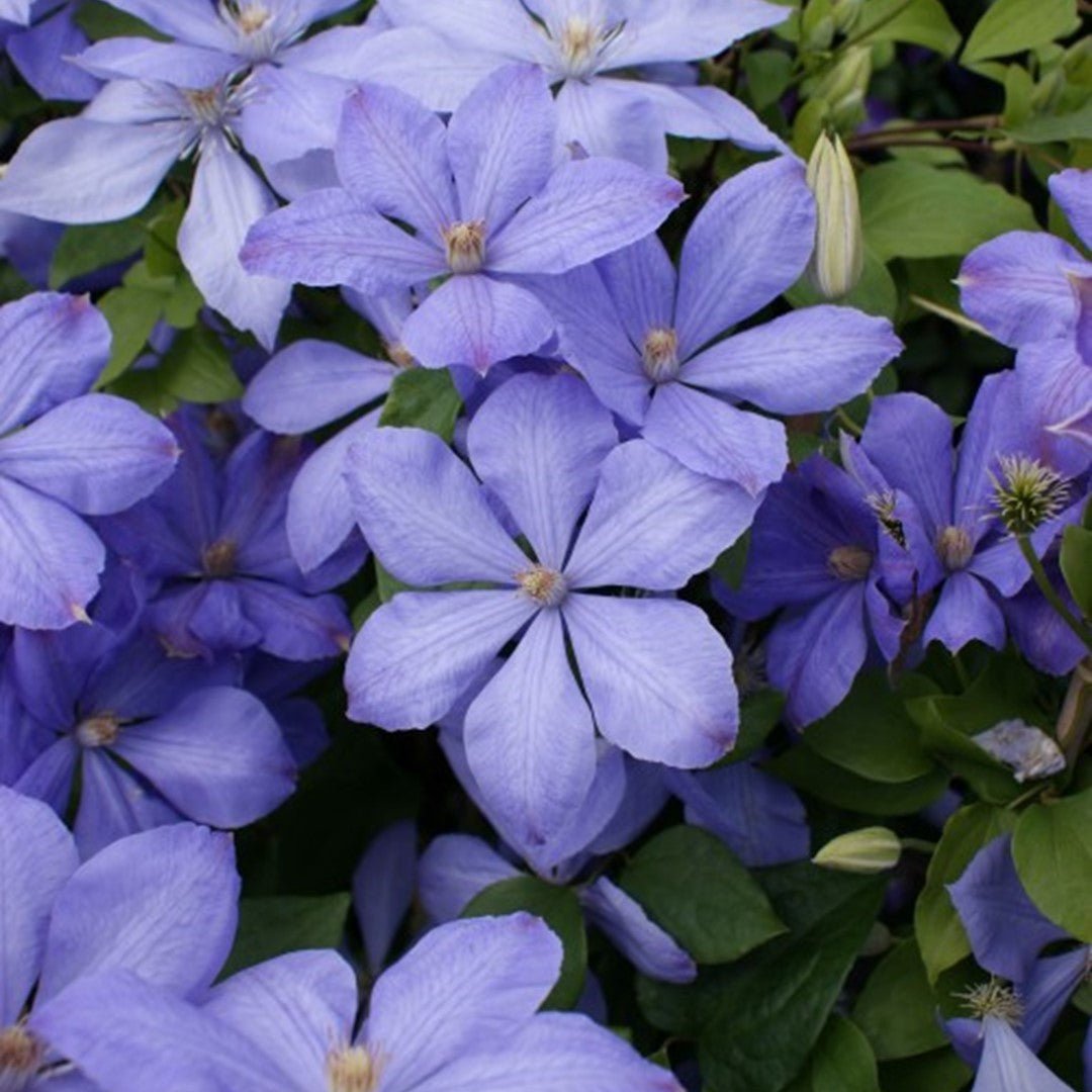 Clematis (Clematita) Mrs Cholmondeley, cu flori albastre-deschise, cataratoare