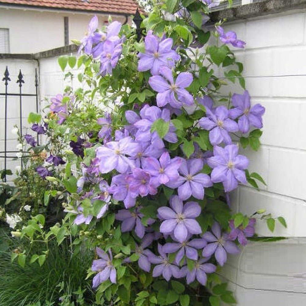 Clematis (Clematita) Mrs Cholmondeley, cu flori albastre-deschise, cataratoare